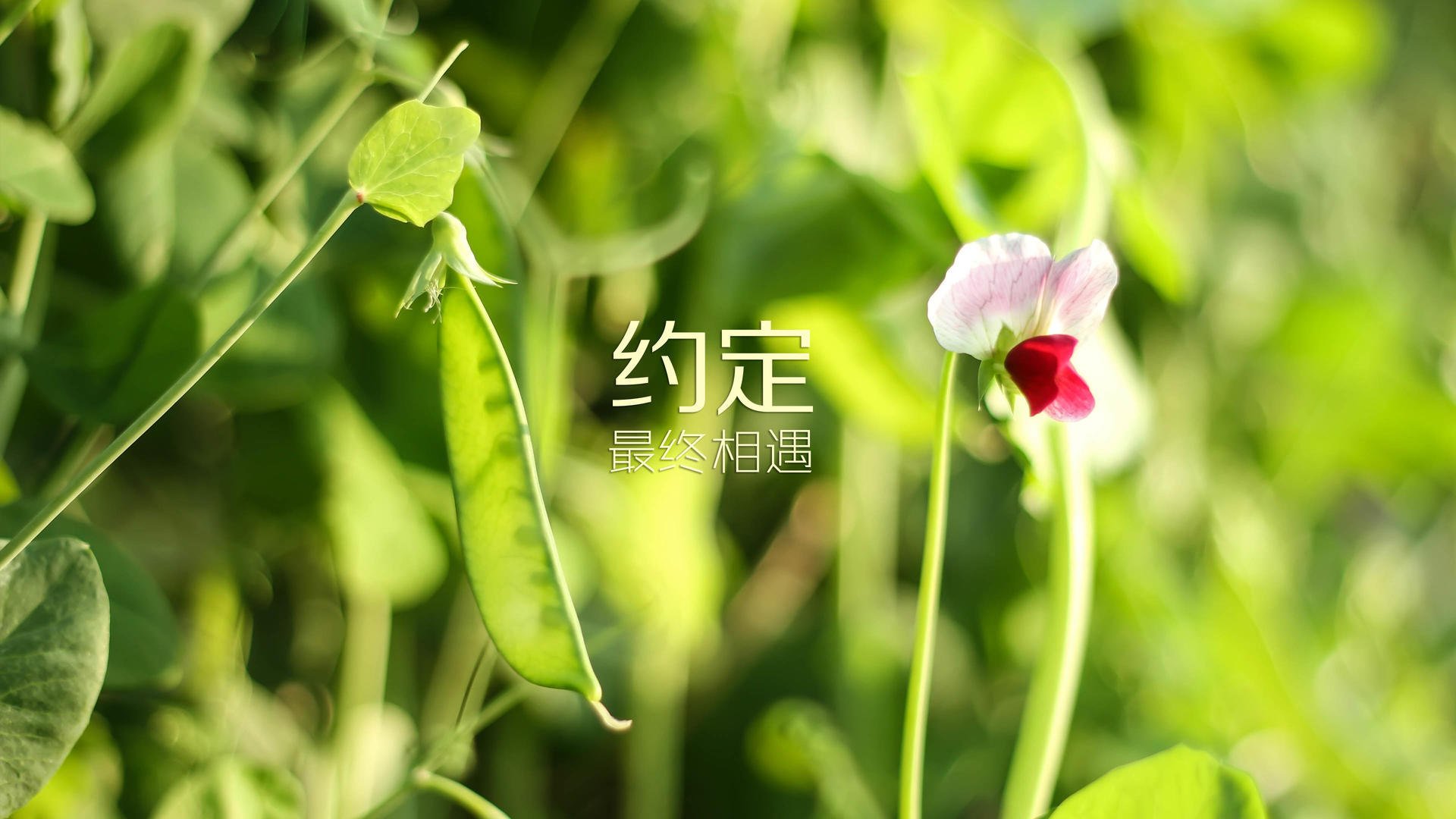 中国啥时候能进世界杯(中国足球能否进世界杯)